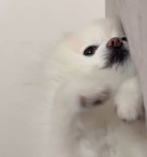 出所：@boku_ponchan