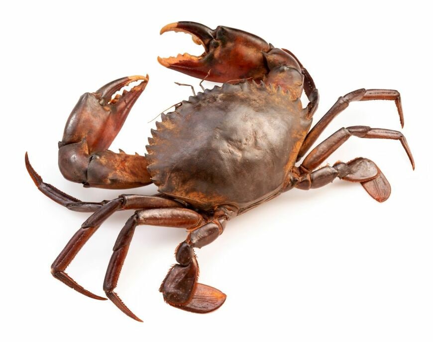 カニにアジを食べさせると…　意外な変化に注目集まる「すっごくキレイ」