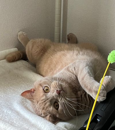 出所：@TsunaIsCat