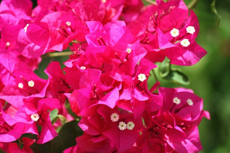 KathyKafka/istockphoto.com