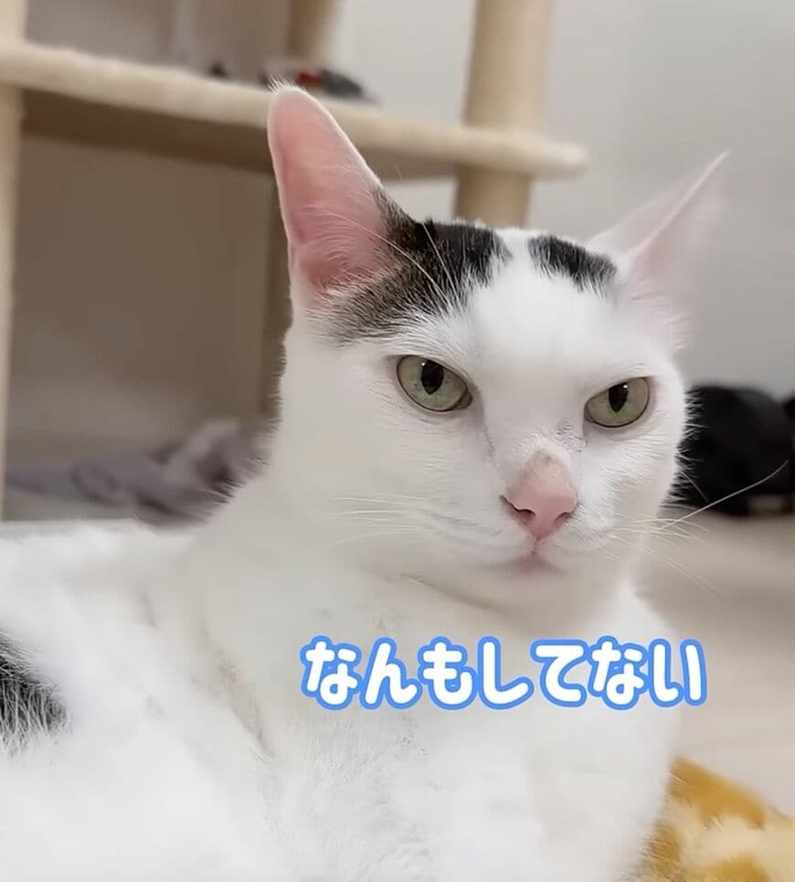 猫ちゃん、毛繕い中に舌が出ちゃう！？「なんもしてない」と澄ました表情が笑える！
