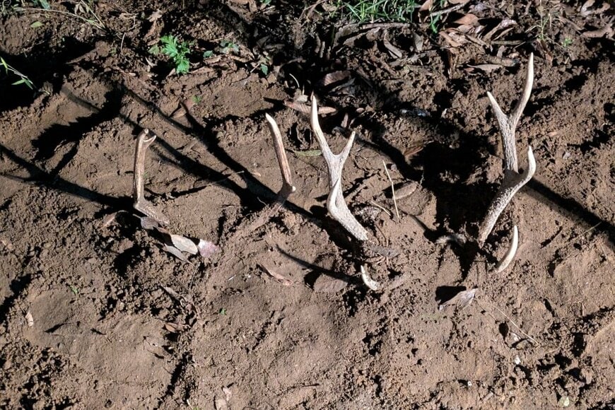 自宅の庭に生える「木の枝のようなもの」に強烈な違和感　「まさかの正体」に思わず二度見