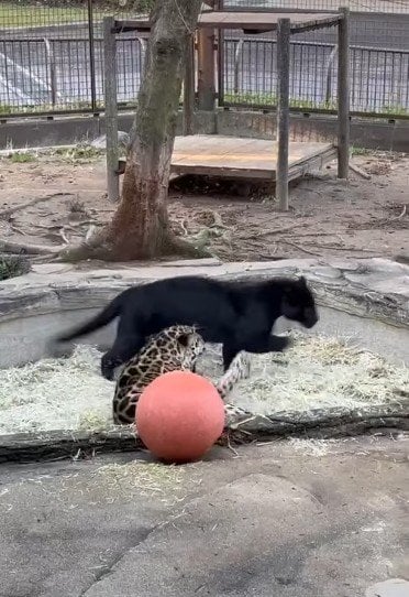 出所：@tobezoo.official