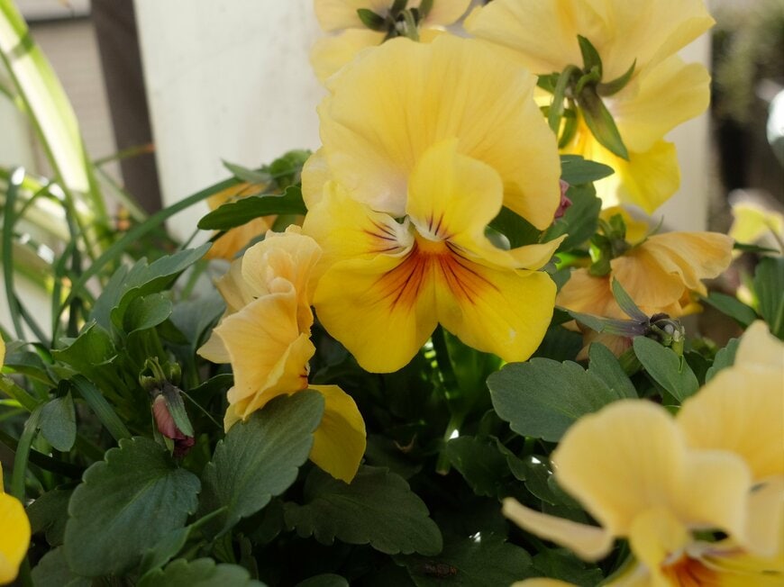 筆者撮影（パンジー「シエルブリエ」）