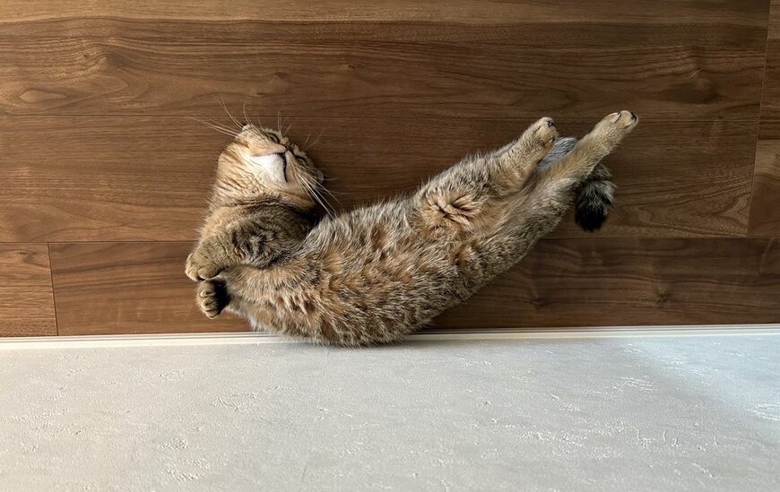 出所：@ponpokopontanu