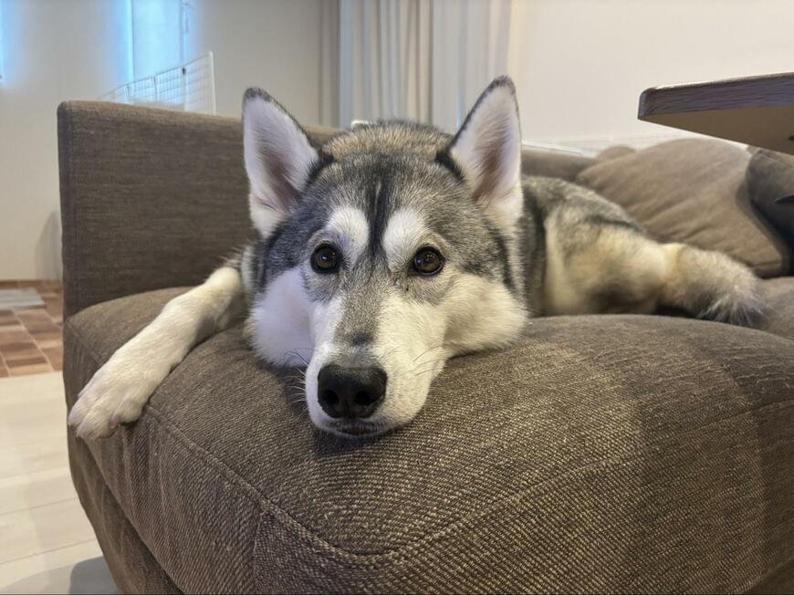 出所：@momooooo78