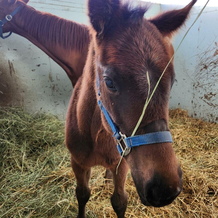 出所：白井牧場ツイッターアカウント