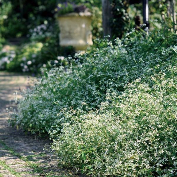 出所：PROVEN WINNERS（R）　ユーフォルビア ダイアモンドフロスト