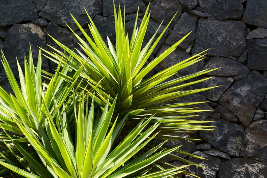 svf74/shutterstock.com