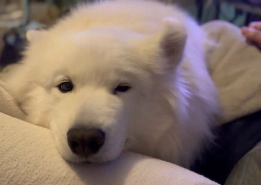 出所：@samoedsoran