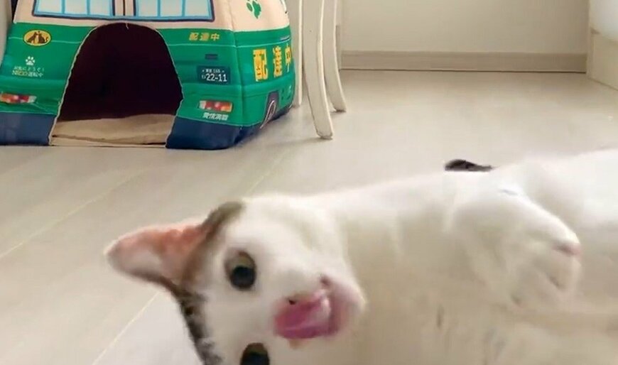 出所：@Saeroyi_cat