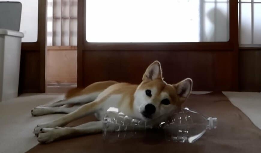 出所：@inosemarine