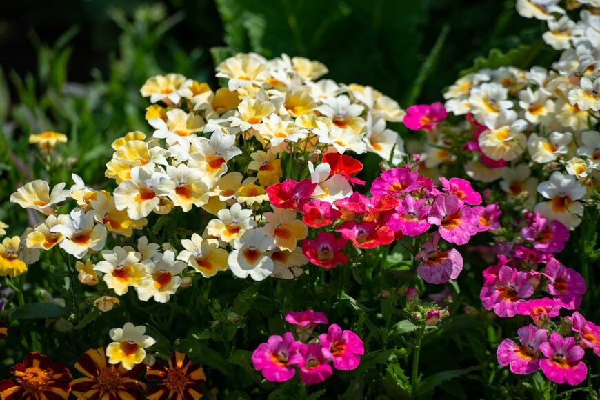 【ガーデニング】植えるとオシャレな庭になる！可憐な花がカワイイ植物おすすめ10選