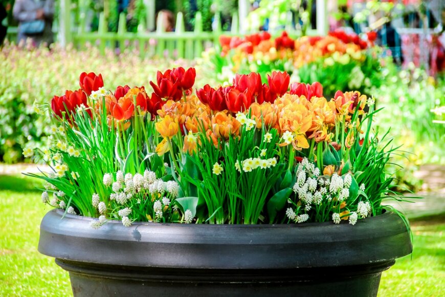 【ガーデニング】今から春まで華やか！パンジー・ビオラ＆球根植物の〈ダブルデッカー植え3例〉