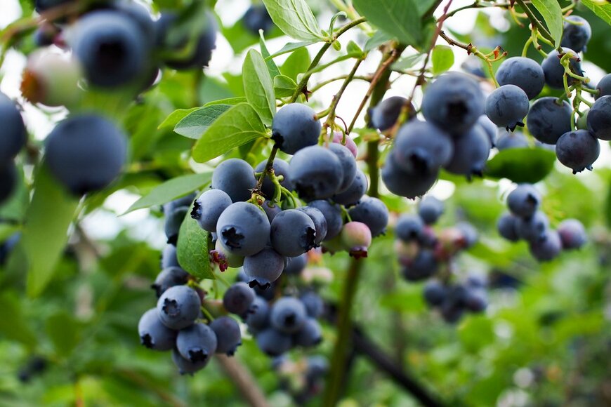 おすすめ果実「ブルーベリー」の育て方、収穫量がアップする3つのポイント【ガーデニングアーカイブ2021/9】 
