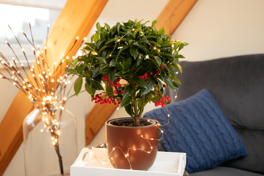 【ガーデニング】玄関やお部屋に飾る「クリスマスムードな鉢植え植物」最強6選