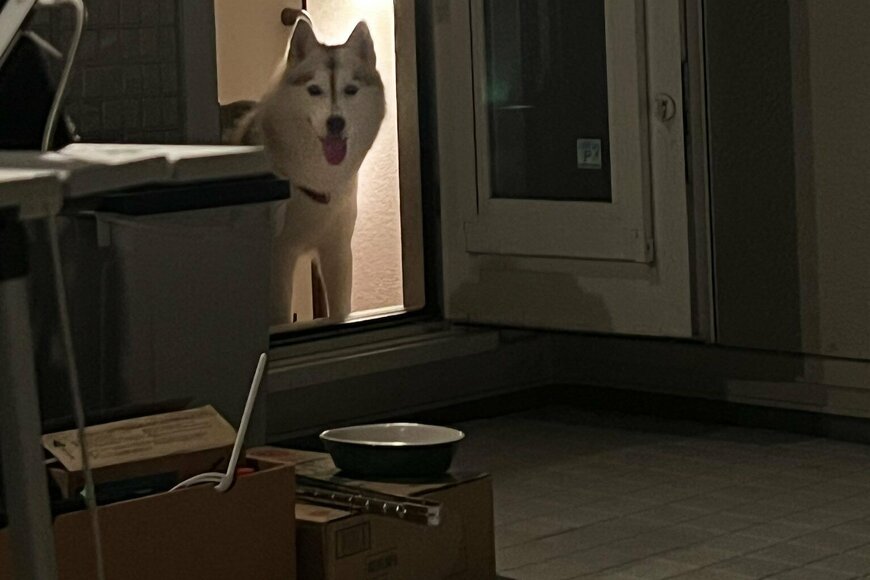 楽しいバーベキューの最中……花火を見て家に逃げ込むハスキー犬がかわいいとTwitterで話題に！