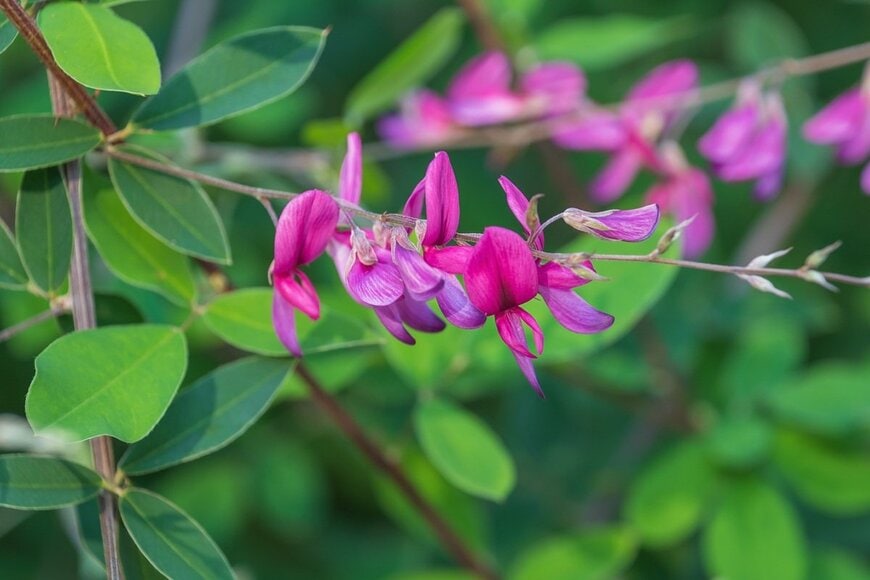 ピンク色の花を咲かせている、ミヤギノハギ