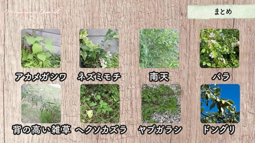 勝手に生えてきて大きくなる植物8選。画像はアカメガシワ ネズミモチ 南天 バラ 背の高い雑草 ヘクソカズラ ヤブガラシ ドングリ