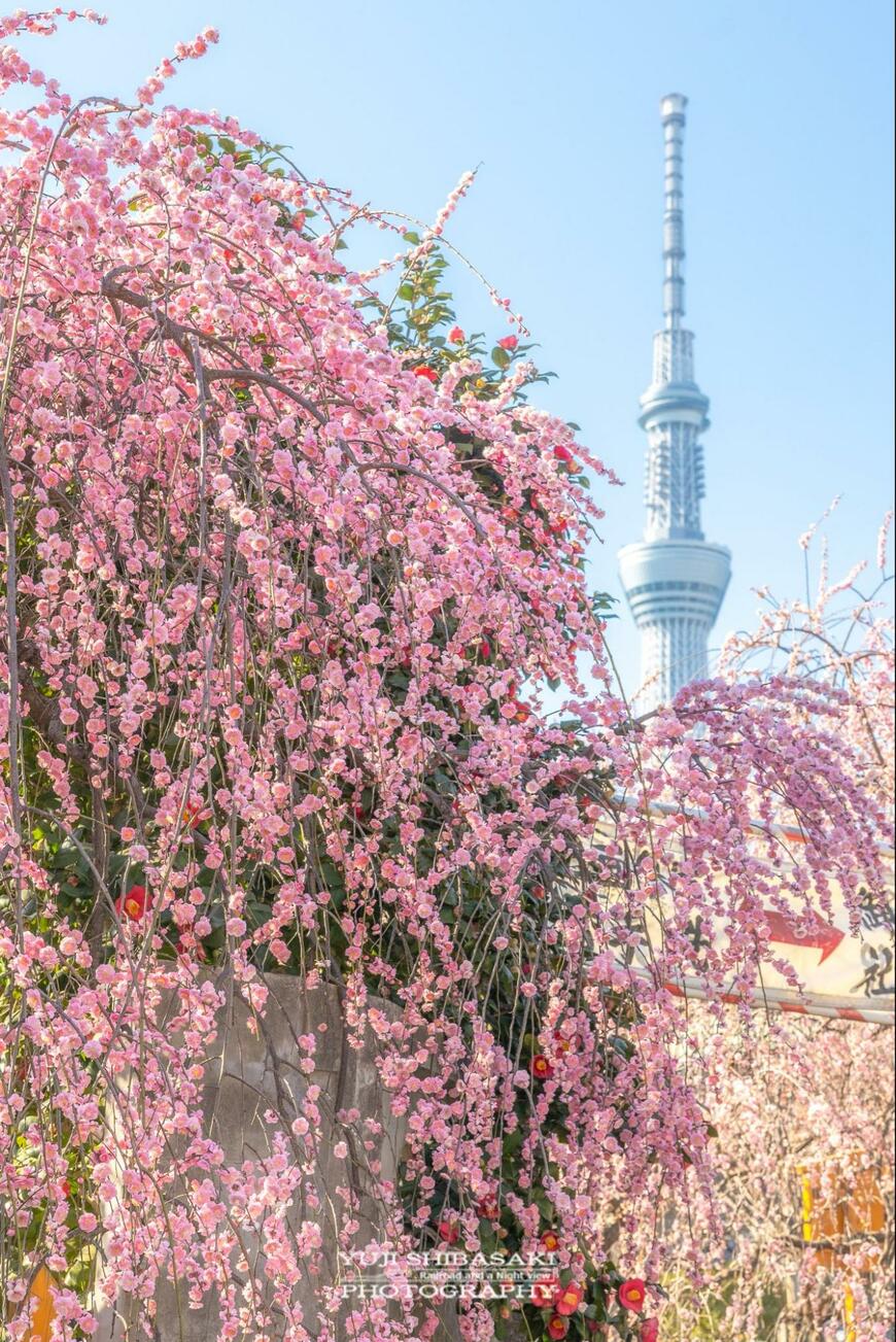 東京スカイツリーと桜