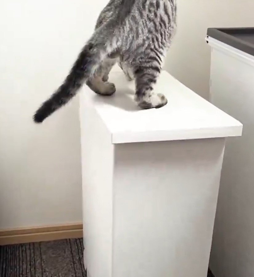 ゴミ箱上に猫