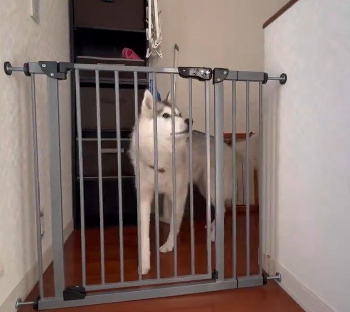 ゲートの前のハスキー犬