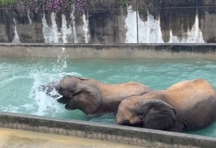 愛媛県立とべ動物園