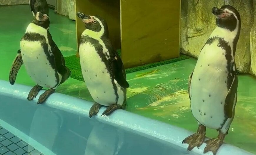 神戸市立王子動物園