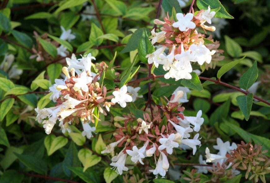 白いアベリアの花