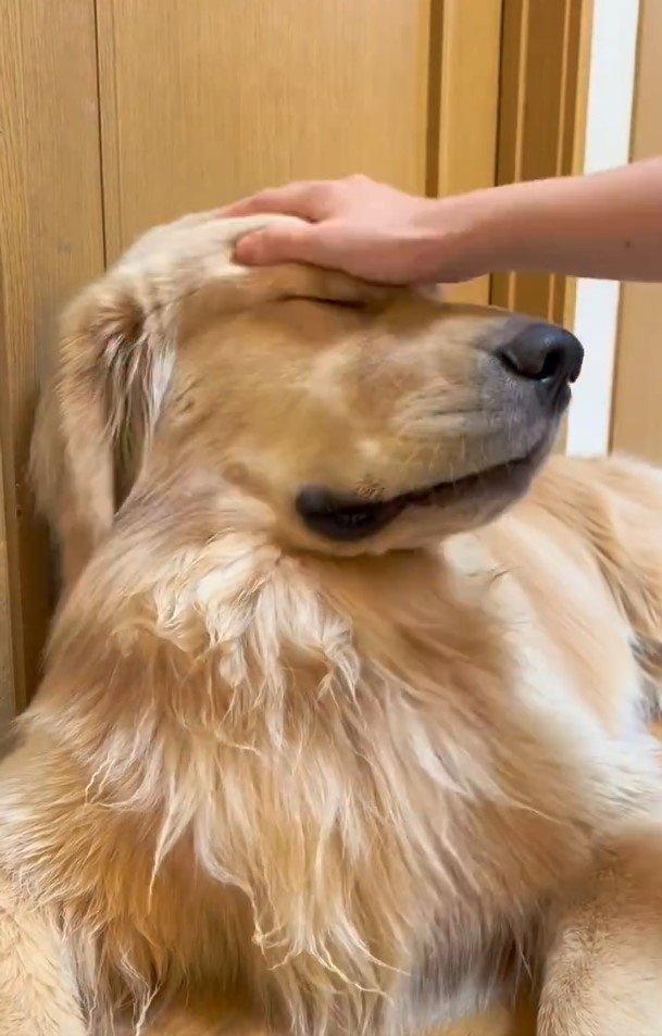 ゴールデンレトリバーと飼い主さん