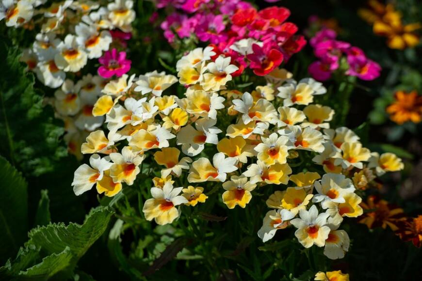 ネメシアの花が咲いている。花の色は白と黄色。中央部は濃い黄色