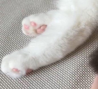 ふわふわの猫の手