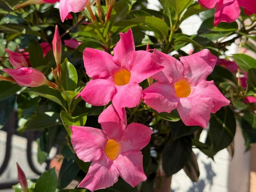 色鮮やかな大輪の花が魅力の「マンデビラ」