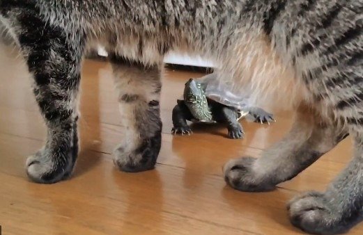小雪ちゃんのお腹の下から顔をのぞかせる軍曹くん
