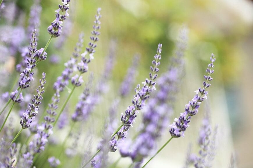 薄紫のラベンダーの花穂のアップ画像