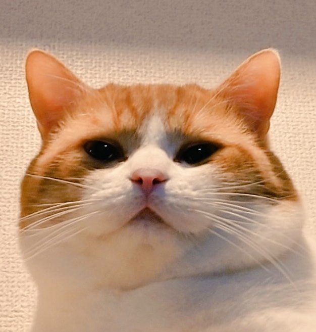 貫禄のある猫