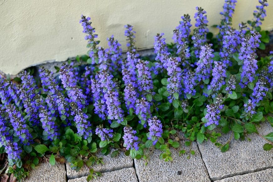 青紫色の花を咲かせている、アジュガ