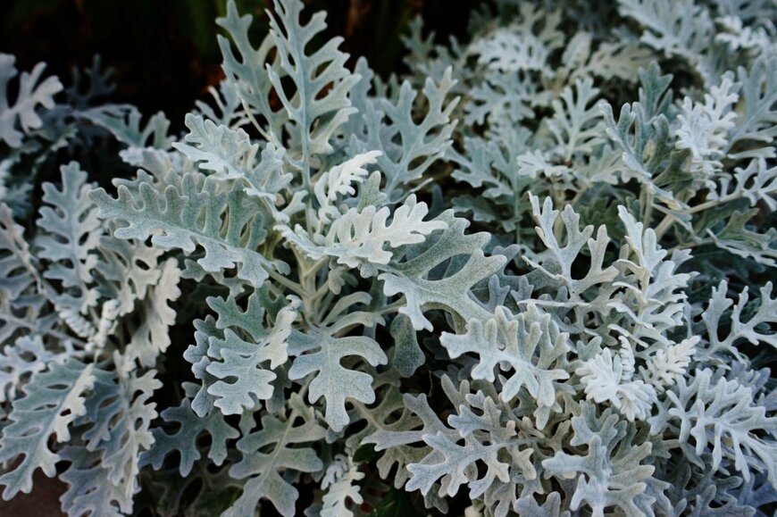 白みを帯びた葉を広げている、シロタエギク