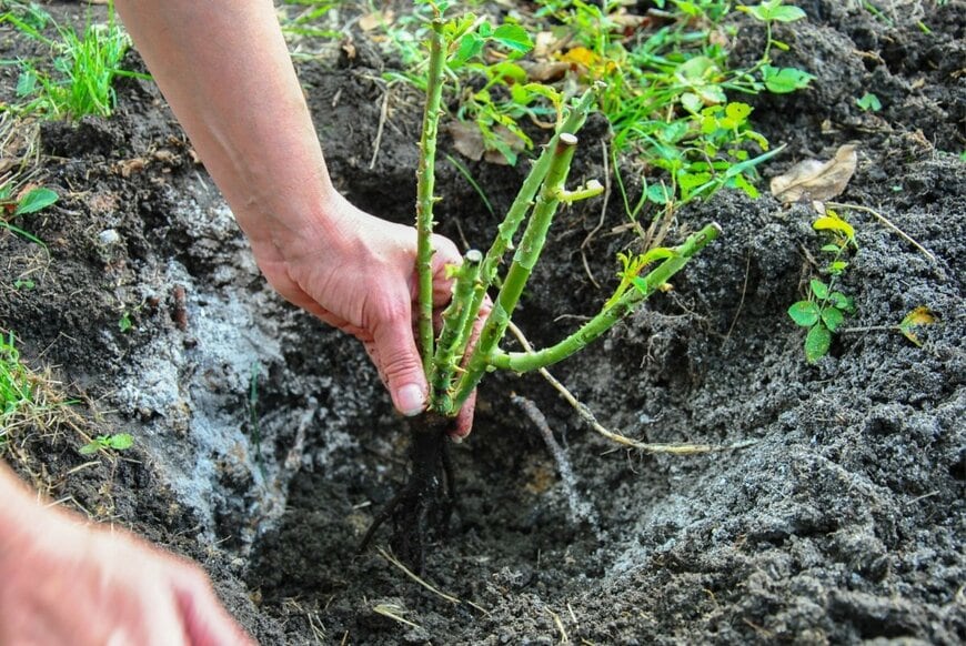 バラの苗を植え付ける様子
