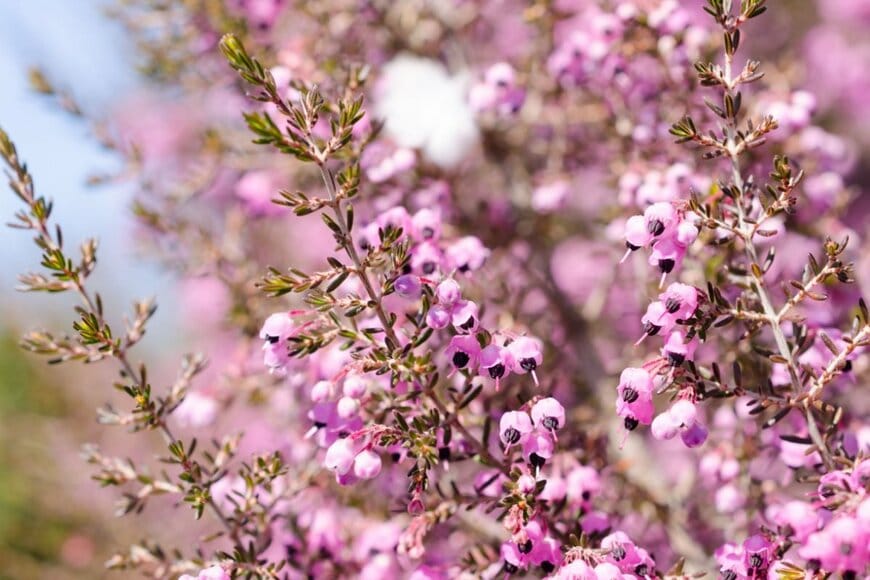 枝にピンク色の小花を咲かせているエリカ