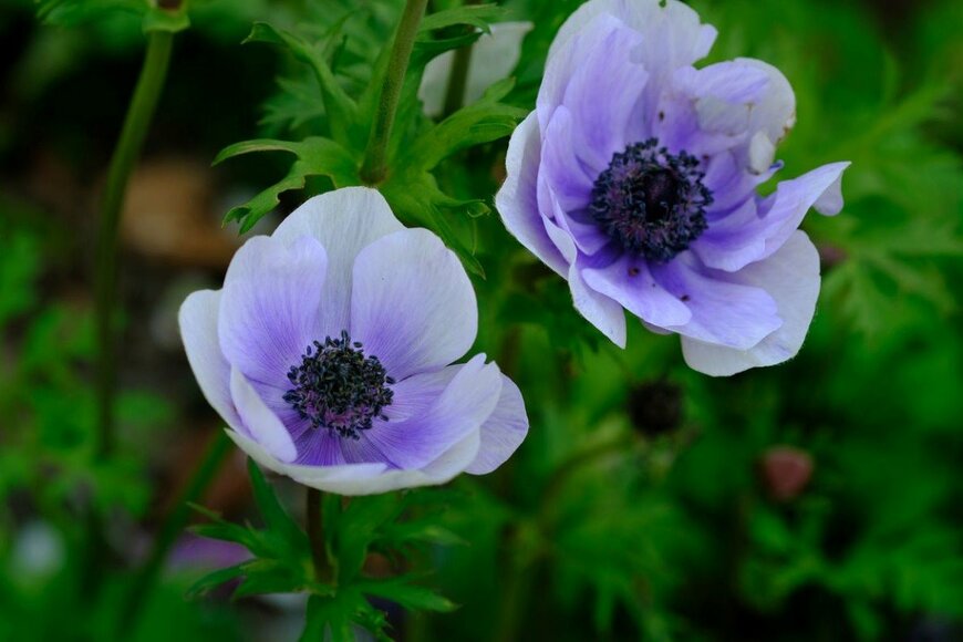 薄青いアネモネの花が2輪咲いている
