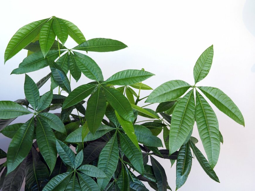 緑色の葉を広げている、パキラ