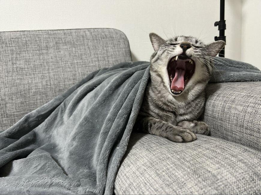 口を最大限開ける猫