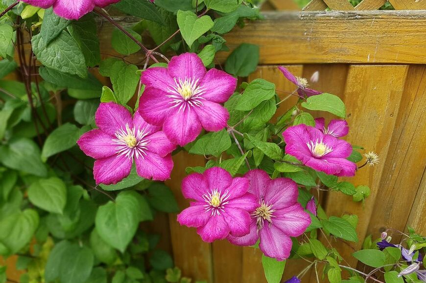 クレマチスの花。色は濃いピンク