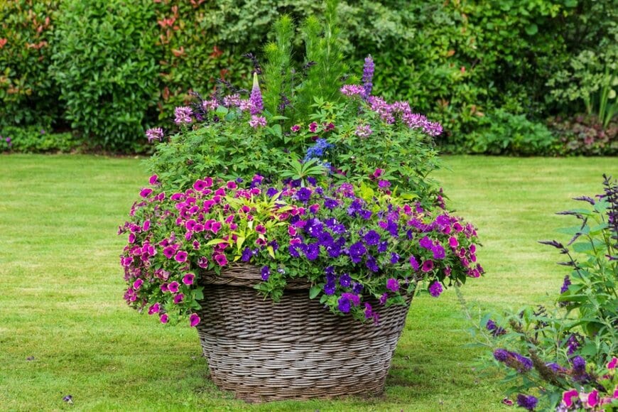 春の花の寄せ植え。大きな鉢に植えられている。