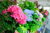 【初夏のガーデニング】アジサイの寄せ植えにオススメの植物7選！組み合わせると美しい見映えに