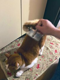 「気持ちいいニャ…」ブラッシング中の猫ちゃんの渾身のポーズに「あらァ〜」との声も