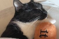 大好きな「チキンのぬいぐるみ」をなくした猫さん　悲しそうな表情に「あぁ…」