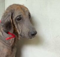 「目の輝きが違う！」繁殖犬として劣悪な環境に置かれていたメス犬が、3週間で見違えるほど回復した姿に感動！