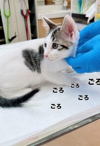【可愛すぎてしんどい】子猫ちゃんに寄り添う、母性溢れる猫ちゃんが話題に
